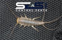SES Silverfish Control Perth image 5